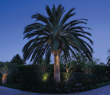 Outdoor lighting on palm trees at night - Landscape lighting Orlando