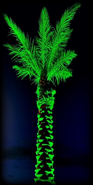 Green-lit palm tree landscape lighting design